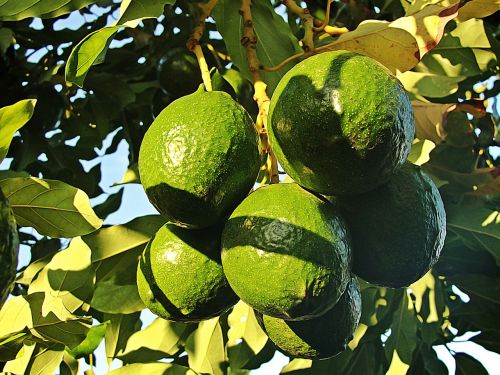 avocados fruit aguacatero