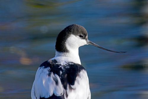 avocet waders north sea