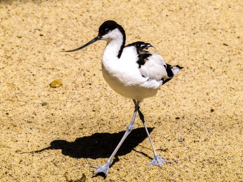 avocet water bird bird