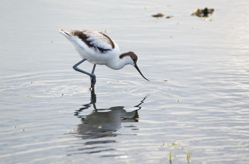 avocet young bird pond