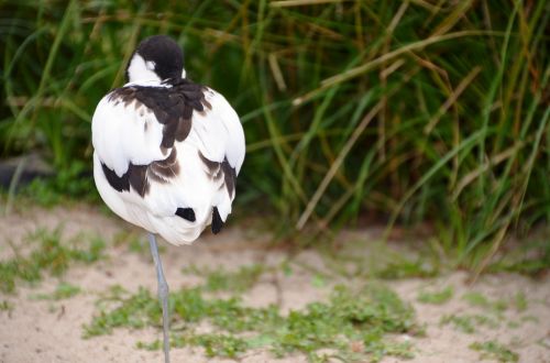 avocet bird water bird