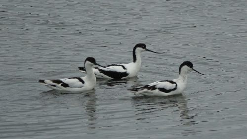avocet from the andes grey time noirmoutier