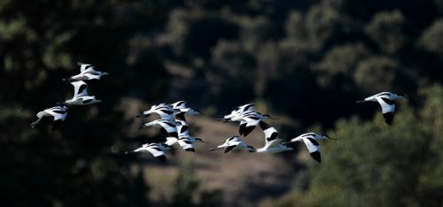 avocets flock birds