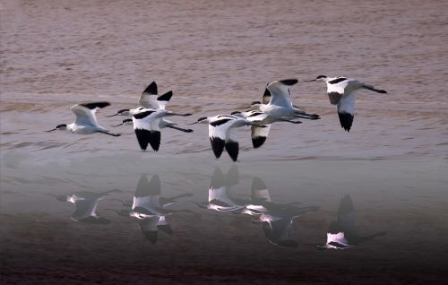 avocets wildlife wetland