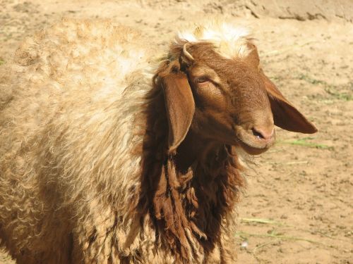awassi sheep sanliurfa individual