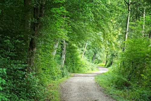 away forest forest path