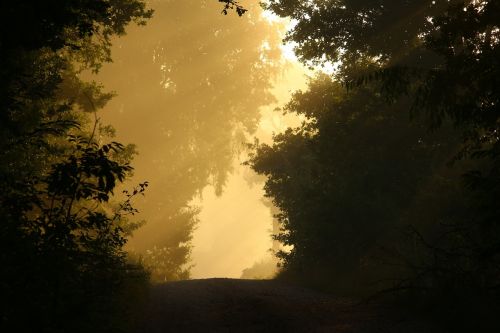 away fog trees