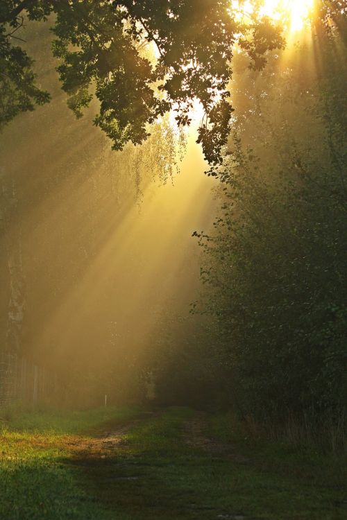 away fog trees