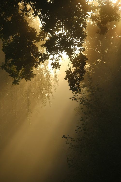 away fog trees