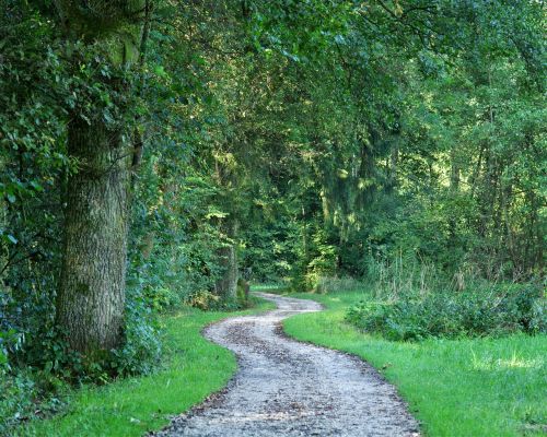 away forest path trees