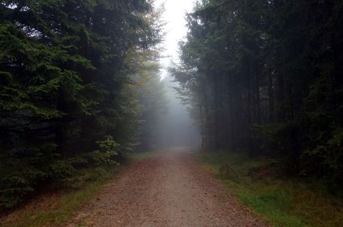 away fog forest
