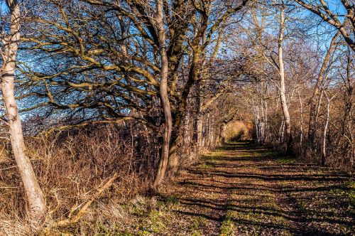 away autumn trees