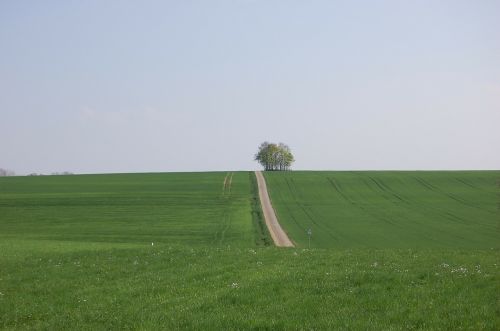 away tree meadow