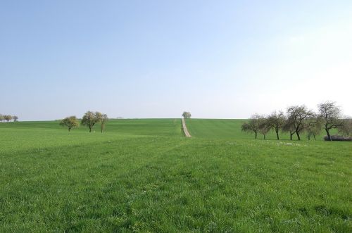 away tree meadow