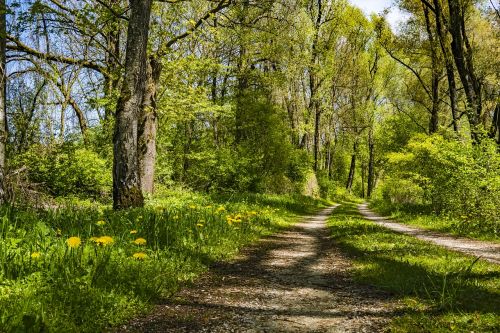 away spring forest