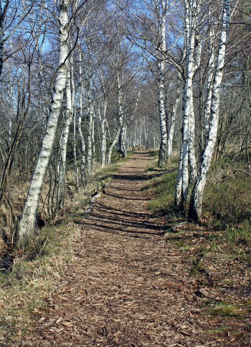 away path birch
