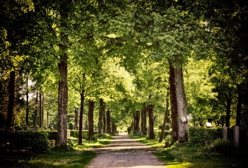 away  forest  trees