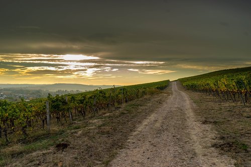 away  vineyards  vineyard