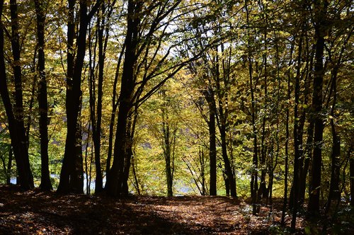 away  trees  landscape