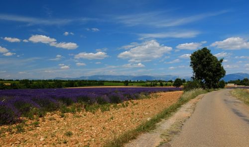away road lavender