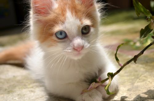 awesome beautiful blue eyes