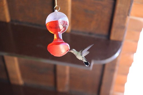 awesome  hummingbird  nature