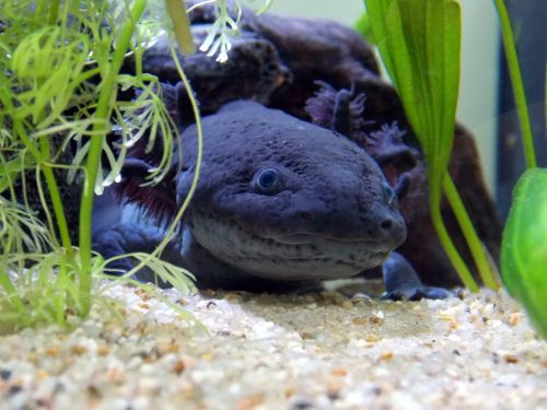 axolotl melanotic black