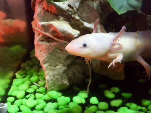 axolotl cute weird
