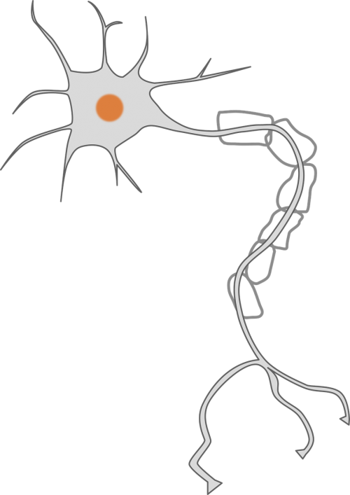 axon brain cell