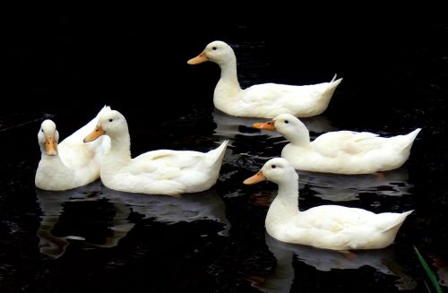 aylesbury ducks swimming birds