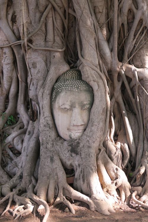 ayutthaya thailand buddha