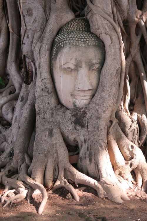 ayutthaya thailand buddha