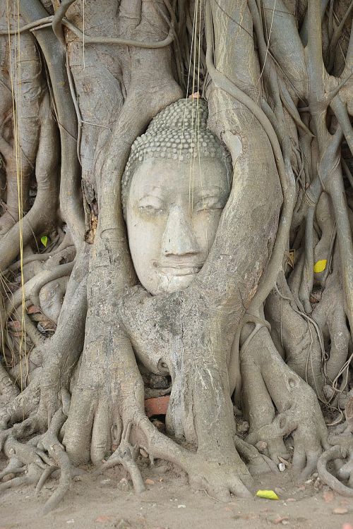 ayutthaya buddha wat mahathat
