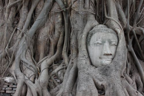 ayutthaya buddha roots