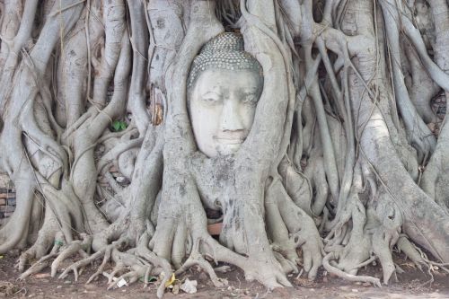 ayutthaya tree head of god