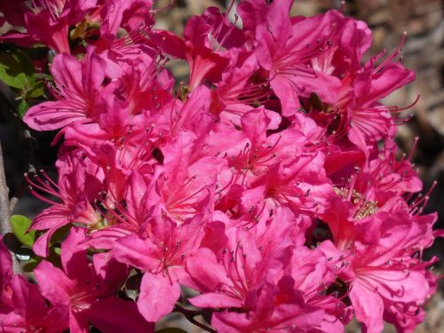 azalea blooms spring