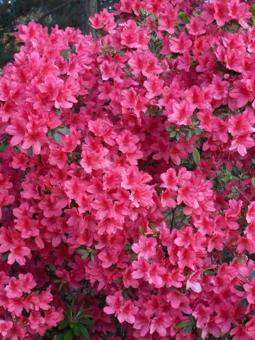 azalea blooms spring