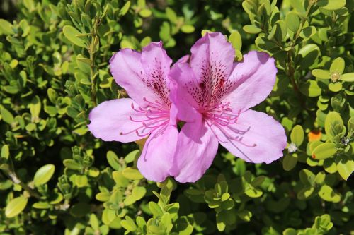 azalea azalea flowers spring