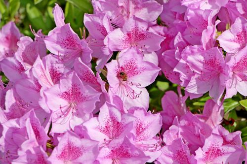 azalea spring azalea flowers