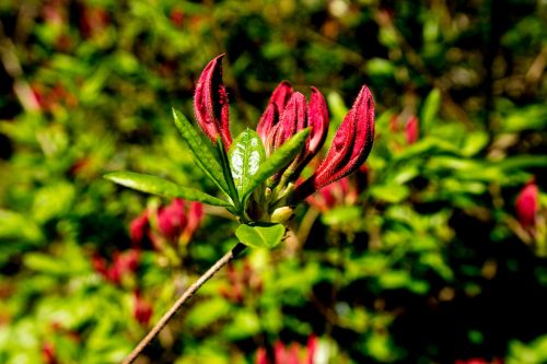 azalea rhododendron flowers