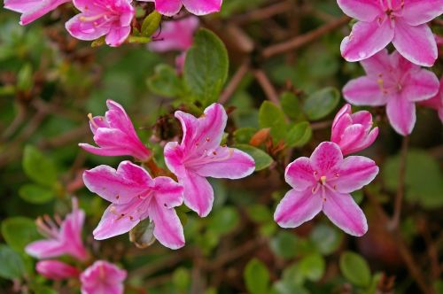 azalea garden ornamental shrub