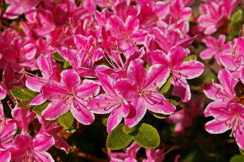 azalea garden ornamental shrub