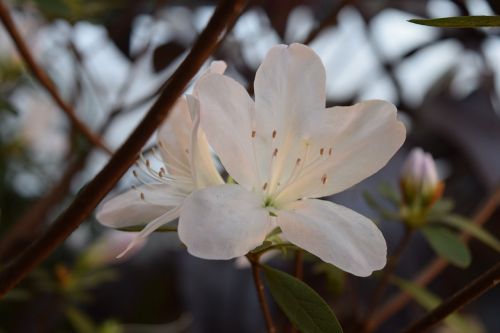 azalea white garden
