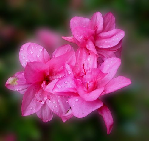 azalea blossom bloom