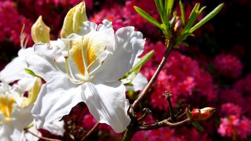azalea blooms flower
