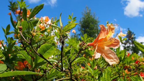 azalea blooms flower