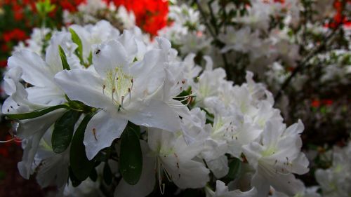 azalea flower white