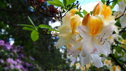azalea flower rhododendron