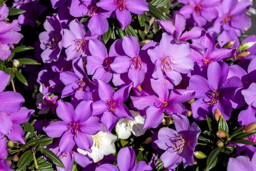 azalea flower lilac