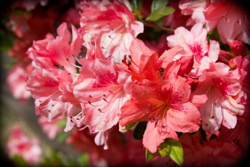 azalea flower spring